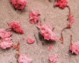 桜の塩漬けで桜色のお塩♪作り方2写真