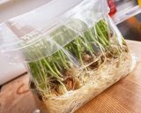 豆苗の簡単ナムル作り方7写真