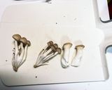 こだわりカリカリ鶏胸肉作り方5写真