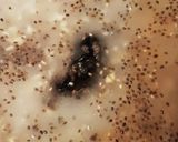 朝食に高タンパクなオートミール作り方1写真