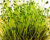 なめ茸、ほうれん草、豆苗の和物作り方1写真