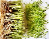 なめ茸、ほうれん草、豆苗の和物作り方2写真