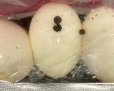 簡単☆黒酢めんつゆペッパー味玉作り方2写真