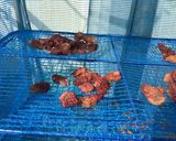 栄養満点！自家製ドライイチゴ作り方8写真