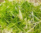 安くて簡単！もやしと豆苗の卵炒め作り方6写真