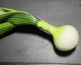 葉付き新玉ねぎ(葉玉ねぎ)のグラタン作り方1写真