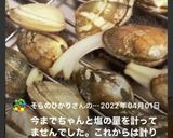 簡単♡バッチリ！アサリの砂抜き作り方12写真
