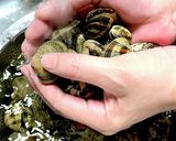 超簡単！あさりのマーガリン&だし醤油蒸し作り方1写真