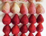 簡単!いちごのタルト♫作り方5写真