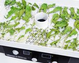 乾燥ルッコラとルッコラパウダーの作り方作り方4写真