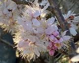 桜香るコーヒー♪作り方1写真