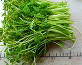 簡単副菜！豆苗の梅昆布茶とごま油和え作り方1写真