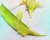 捨てないで！うすいえんどう鞘のかき揚げ作り方1写真