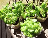 かんたんバジルソース作り方1写真