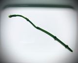 ホップの新芽のナムル作り方6写真