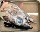 こってり旨い！マグロの頭&カマの煮つけ！作り方13写真