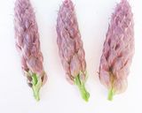 春限定!美味しい野草♪藤の花の天ぷら作り方1写真