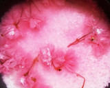 桜の香り♪お祭り気分ちらし寿司作り方4写真