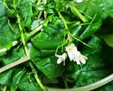 お年寄り絶賛シリーズ☆タラの芽・畑山葵☆作り方2写真