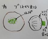 缶詰めパインとシロップとカブの甘酢漬け作り方1写真
