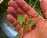 間引きした発芽ほうれん草のかきたま汁作り方1写真