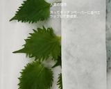 キャベツが止まらない。さば大葉味噌作り方1写真