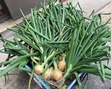 【今が旬】葉たまねぎと赤イカのぬた作り方1写真