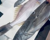 ウスバハギのお刺身　骨の形がわかれば簡単作り方3写真