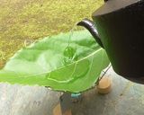 アボカドの葉葉茶作り方1写真