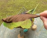 アボカドの葉葉茶作り方4写真