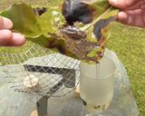 アボカドの葉葉茶作り方6写真