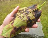 アボカドの葉炊飯作り方5写真