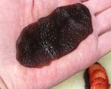 サンドイッチパンで餅入揚あんぱん＊時々莓作り方6写真