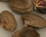基本・アサリの酒蒸し【バター醤油】作り方2写真