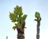 タラの芽の天ぷら(タラっぽの天ぷら)作り方1写真