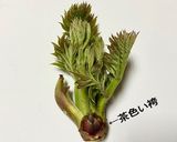 タラの芽の天ぷら(タラっぽの天ぷら)作り方2写真