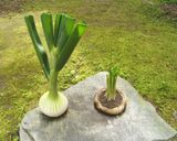 玉ねぎの器で作るオニオンスープ作り方12写真