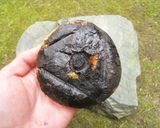 玉ねぎの器で作るオニオンスープ作り方10写真