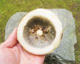 玉ねぎの器で作るオニオンスープ作り方9写真