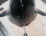 ワラサの兜焼き用の割り方！作り方4写真