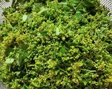 花山椒佃煮作り方1写真