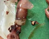 下処理でパクパク！ほたるいかキムチ和え作り方1写真