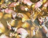 麺つゆで!ホタルイカの炊き込みご飯作り方2写真