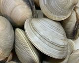 味付け不要！簡単ホンビノス貝の酒蒸し作り方1写真
