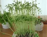 楽安おかず♬もやしと豆苗のピーナッツあえ作り方9写真