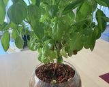自家製バジルペースト作り方1写真