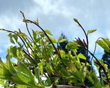 新潟の山菜。木の芽の食べ方作り方1写真