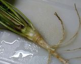 トムヤムうどん　＃お財布おたすけ　作り方1写真