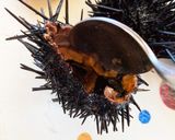 うにの下処理の仕方作り方5写真