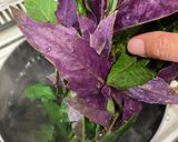 ポリフェノールたっぷり♪水前寺菜のお浸し作り方5写真